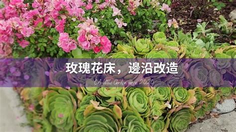 玫瑰花床